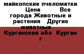  майкопские пчеломатки F-1  › Цена ­ 800 - Все города Животные и растения » Другие животные   . Курганская обл.,Курган г.